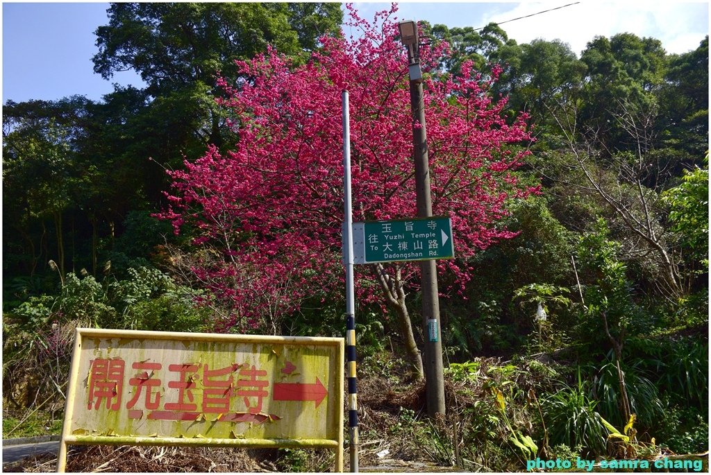 張厝→大湖山→405高地→元德寶宮賞櫻行20250215