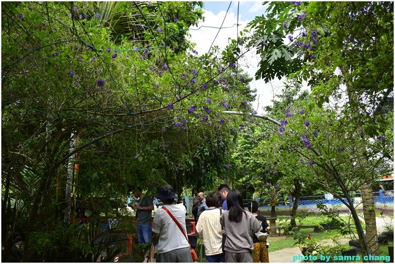 馬來西亞鴕鳥庄園農場裡的奇花異草20250403