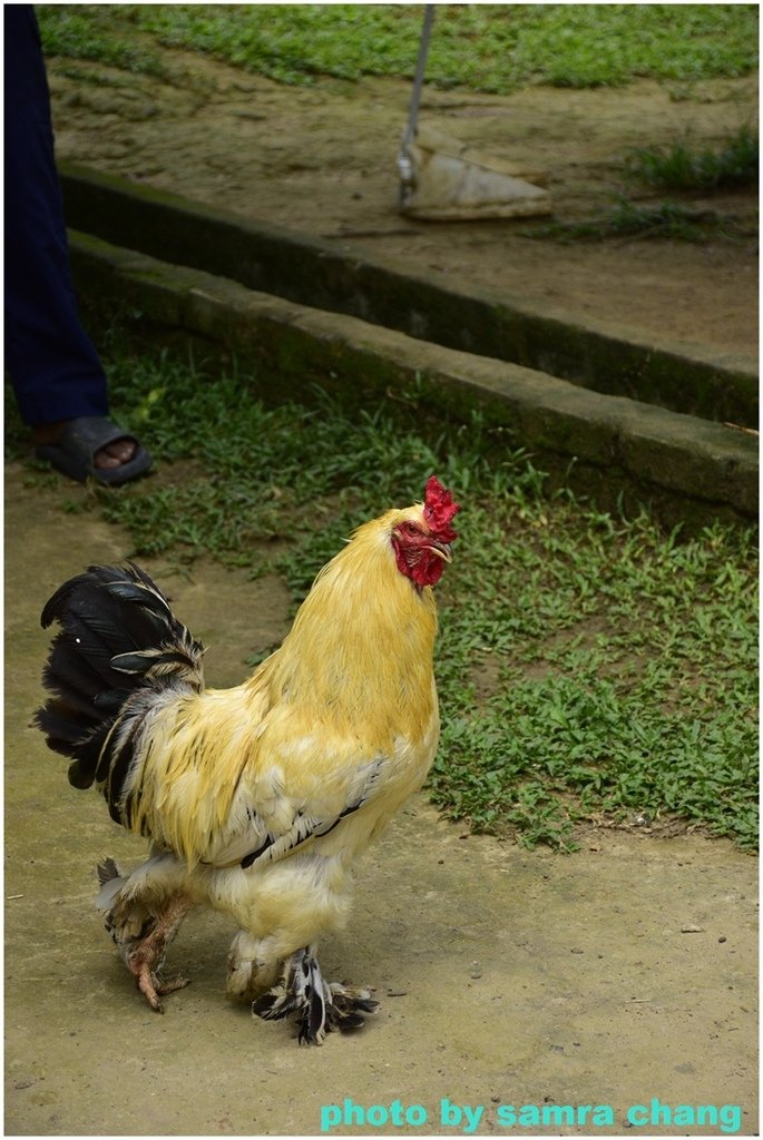 馬來西亞鴕鳥庄園農場裡的奇花異草20250403