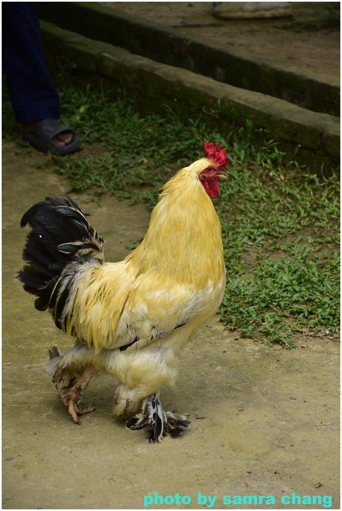 馬來西亞鴕鳥庄園農場裡的奇花異草20250403