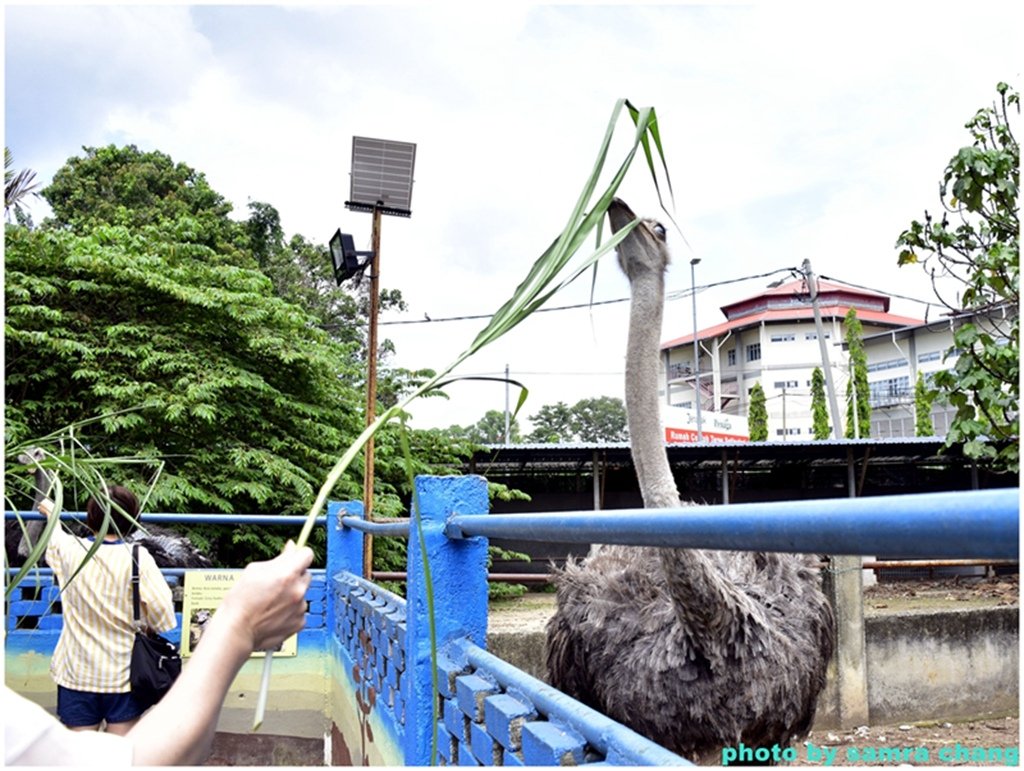 馬來西亞鴕鳥庄園農場裡的奇花異草20250403