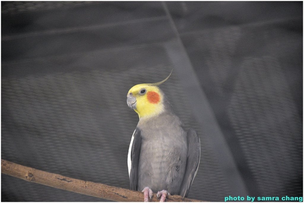 馬來西亞鴕鳥庄園農場裡的奇花異草20250403