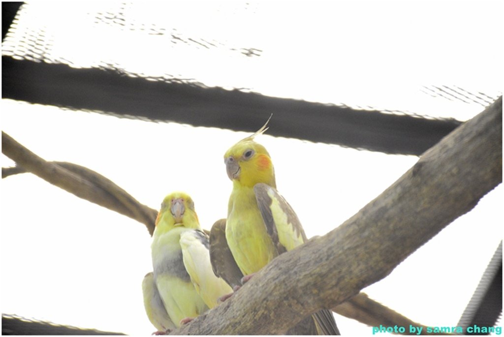 馬來西亞鴕鳥庄園農場裡的奇花異草20250403