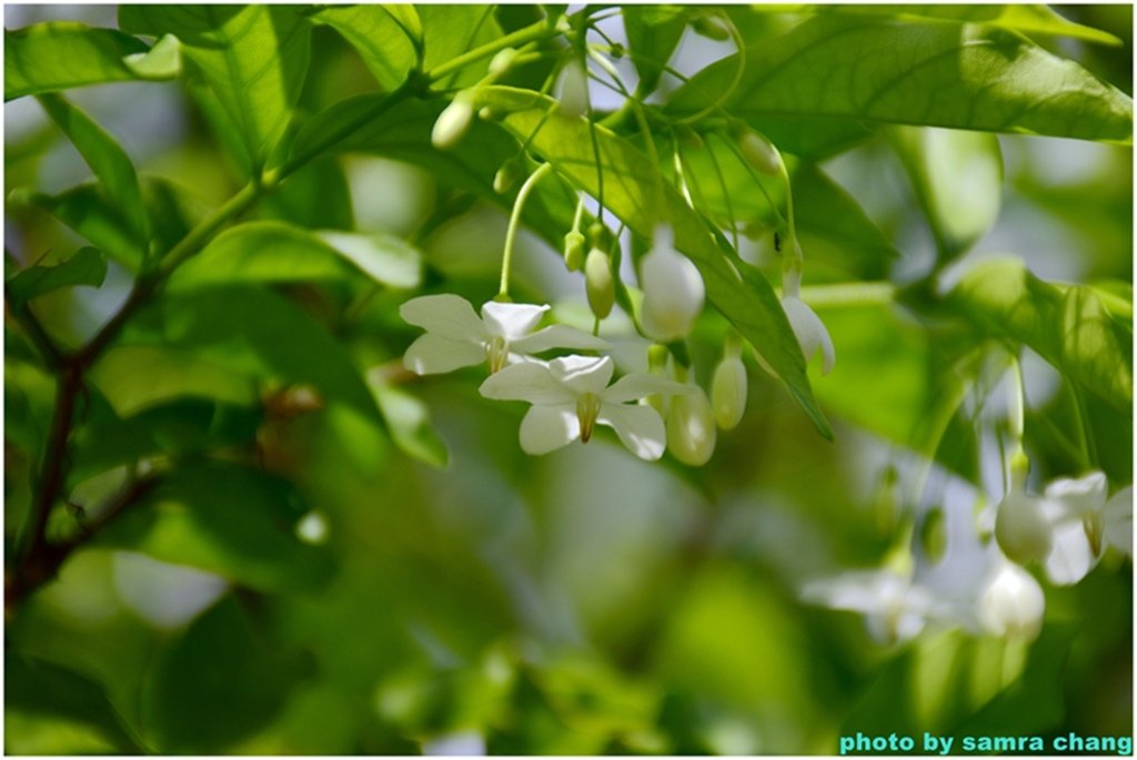 馬來西亞鴕鳥庄園農場裡的奇花異草20250403