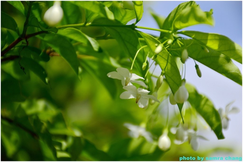 馬來西亞鴕鳥庄園農場裡的奇花異草20250403
