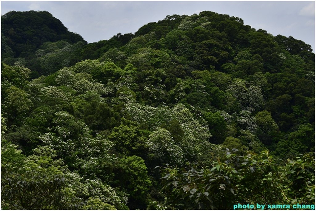 三峽永安宮上鳶山20250427