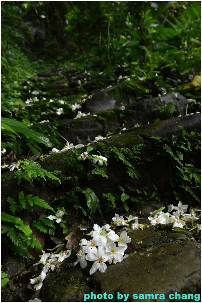 三峽永安宮上鳶山20250427