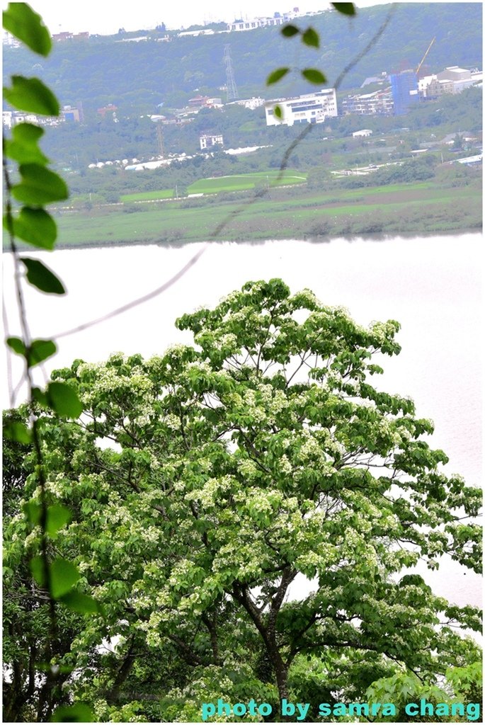 三峽永安宮上鳶山20250427