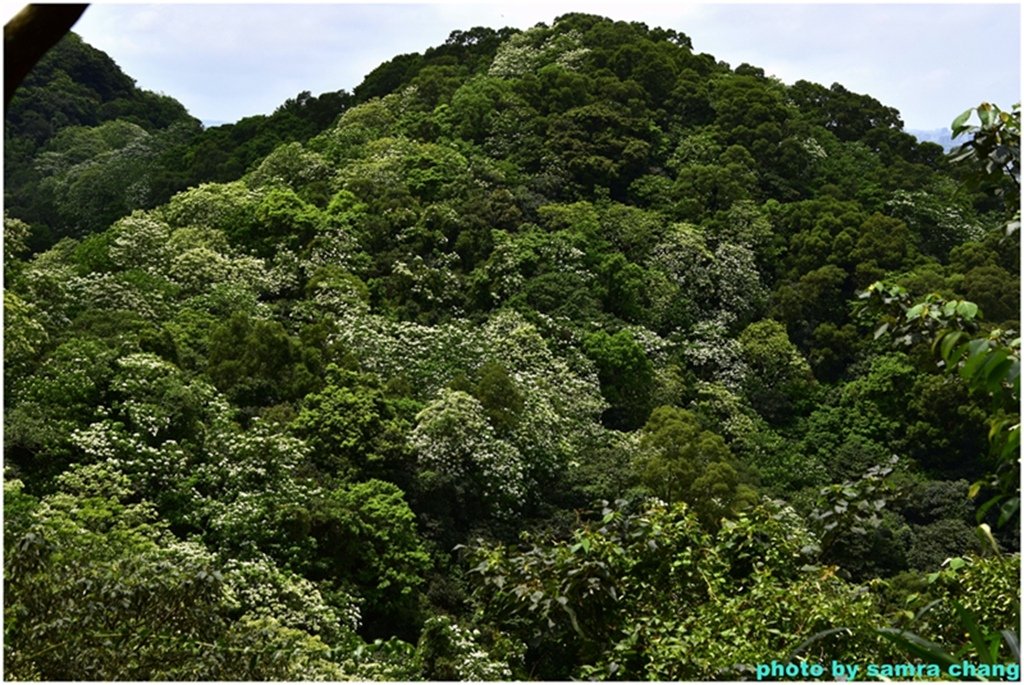 三峽永安宮上鳶山20250427