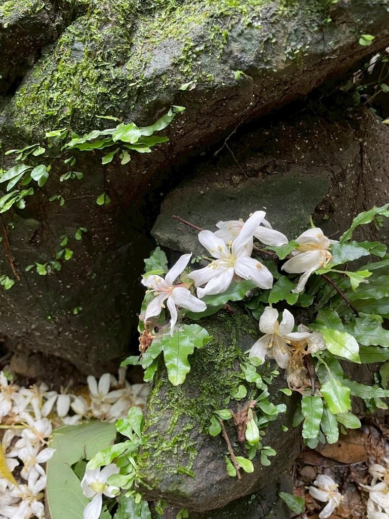 LINE_ALBUM_20250427鳶山_250427_30.jpg
