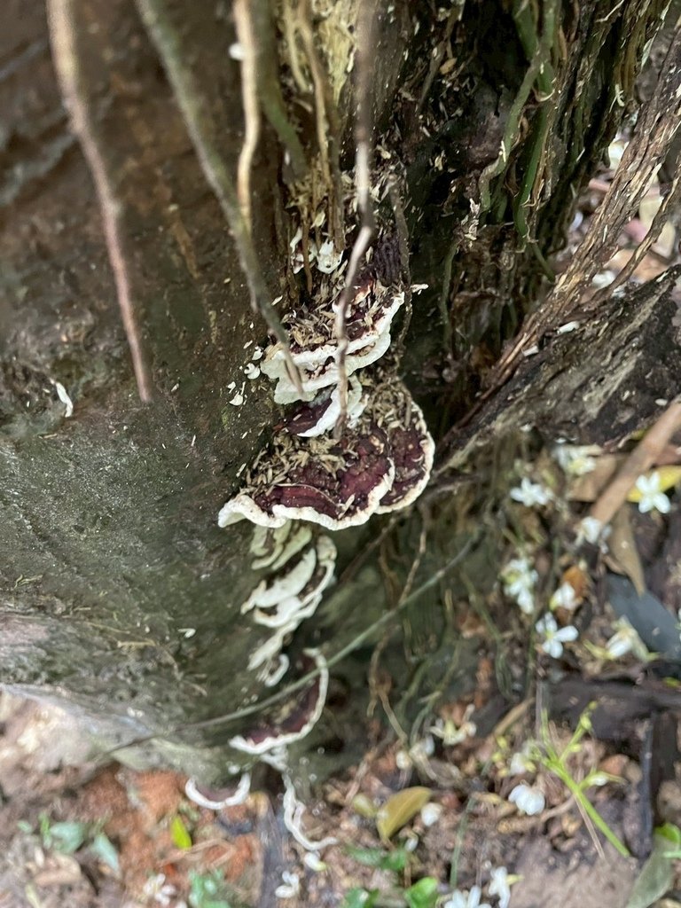 LINE_ALBUM_20250427鳶山_250427_33.jpg