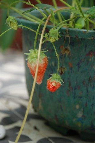 tn_DSC_1012.JPG