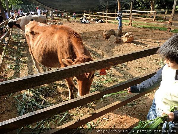 【桃園楊梅】味全埔心牧場 陽光草原吃吃喝喝看動物踏青 