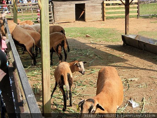 【桃園楊梅】味全埔心牧場 陽光草原吃吃喝喝看動物踏青 