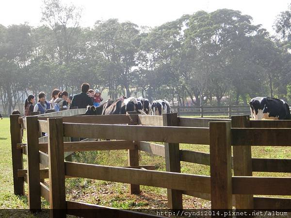 【桃園楊梅】味全埔心牧場 陽光草原吃吃喝喝看動物踏青 