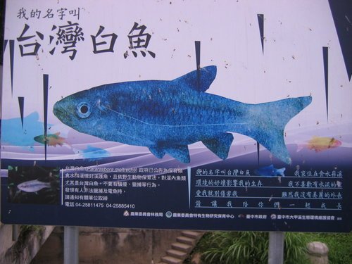 臺灣白魚