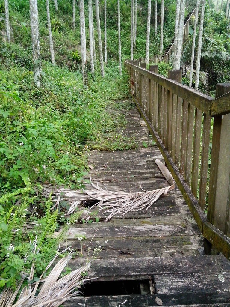 腐朽的步道