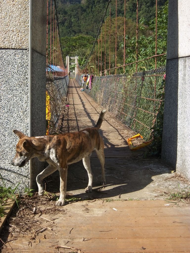 和平吊橋 附近的小汪