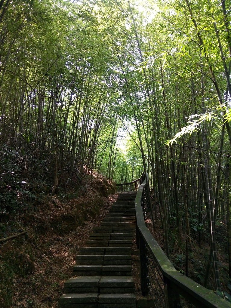 竹林步道