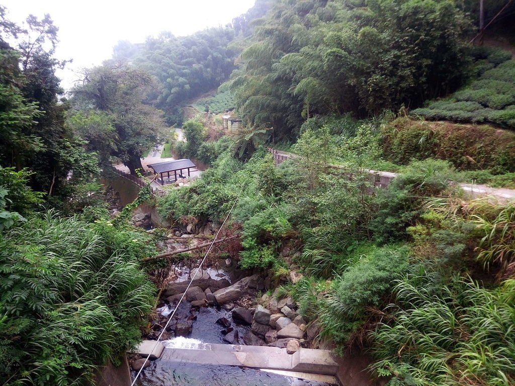 清水溪 茄苳老樹步道