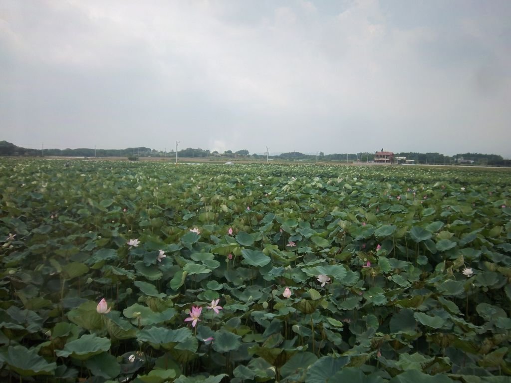 白河蓮花田