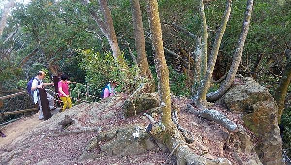 大坑六號步道繩索吊橋（北屯）