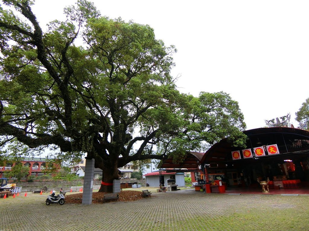 集集 大樟樹 大眾爺祠