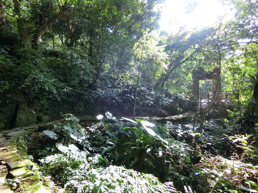 賞鳥步道吊橋１（鹿谷）