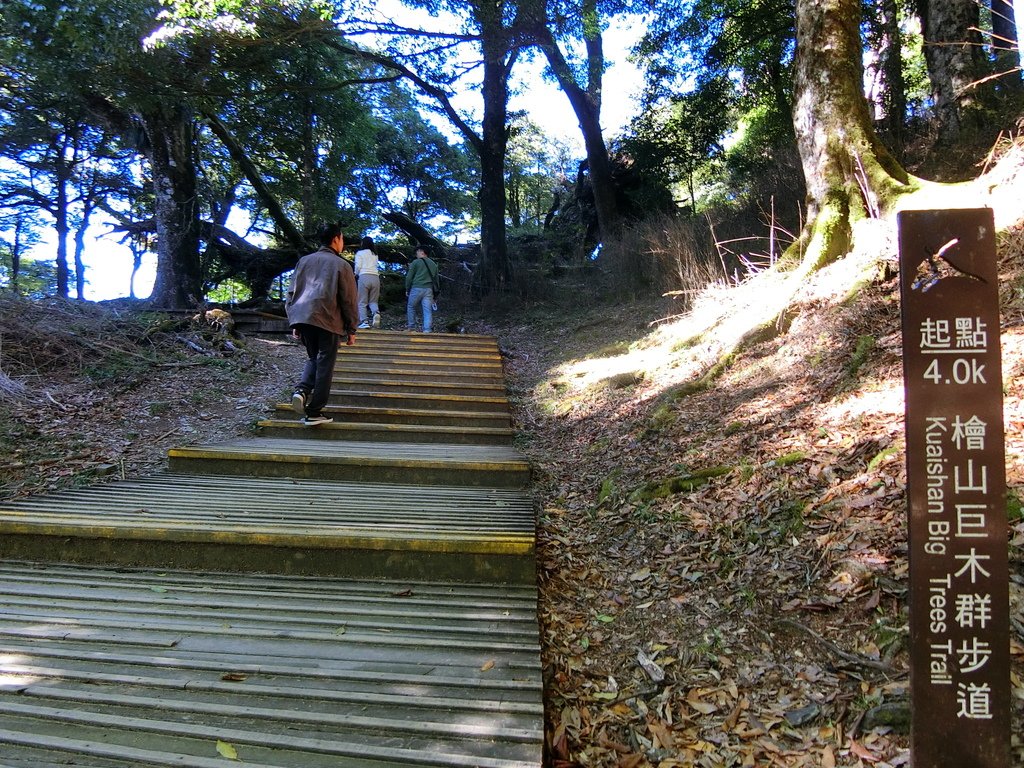 檜山巨木群步道