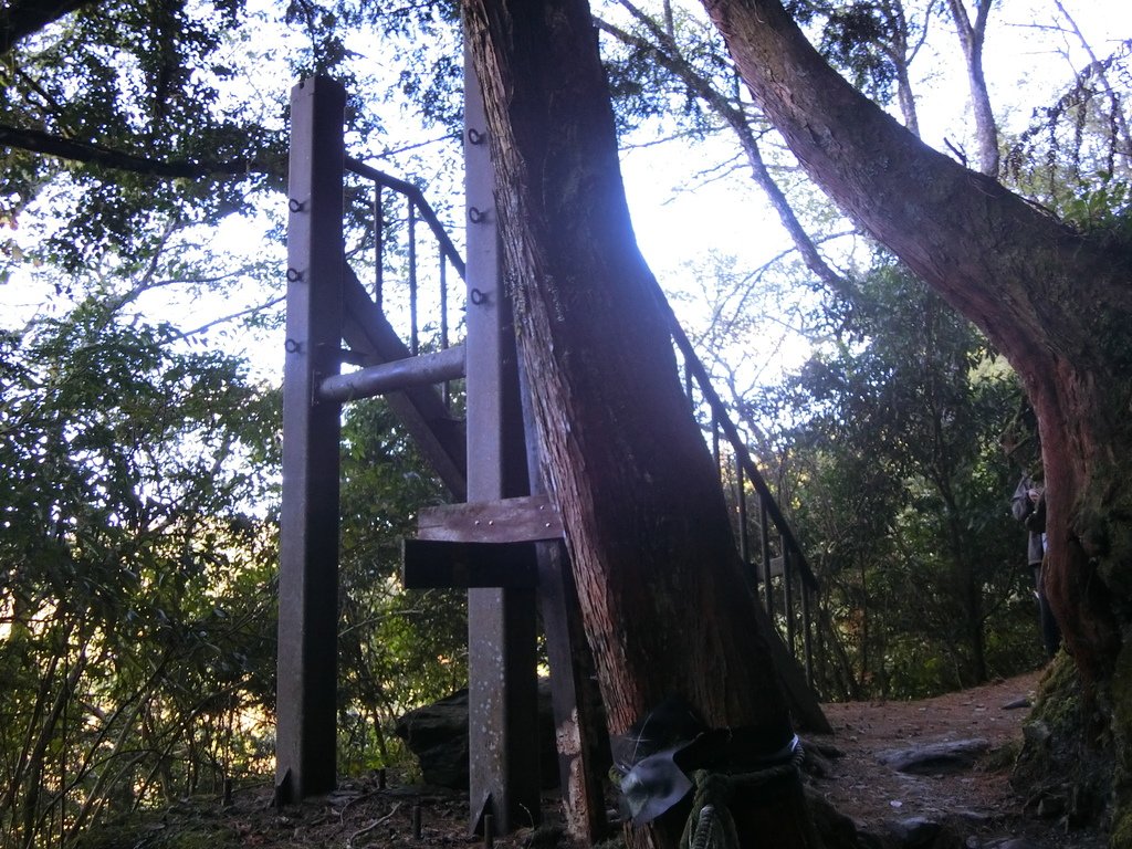 檜山巨木群步道吊橋（五峰）