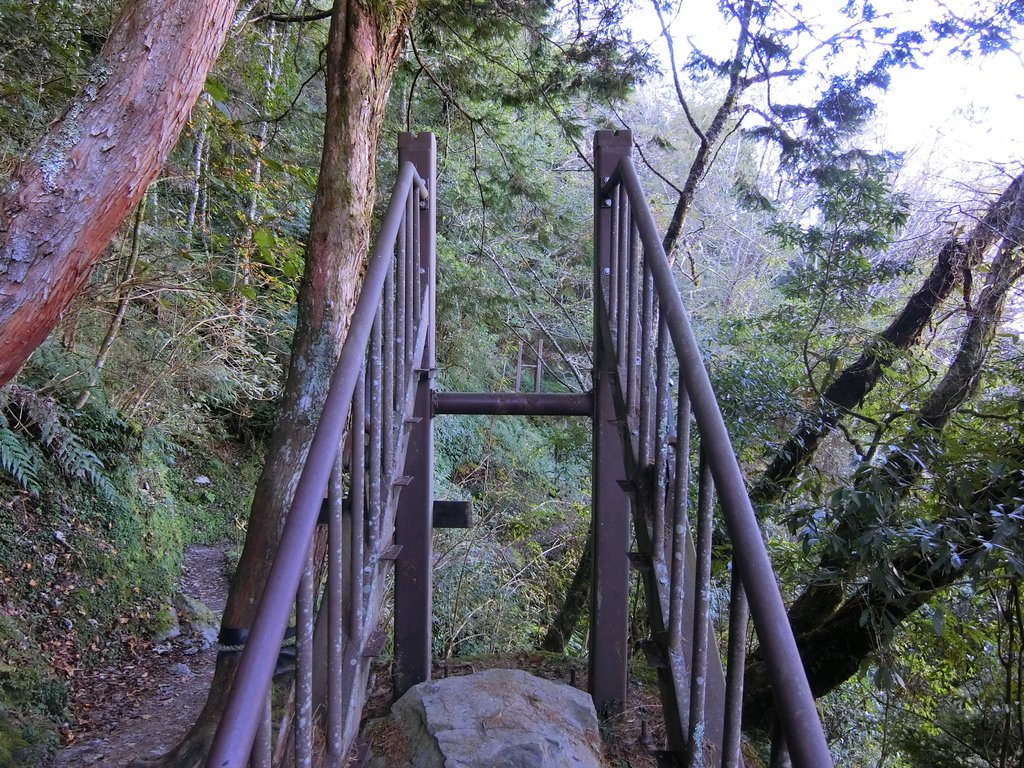 檜山巨木群步道吊橋（五峰）