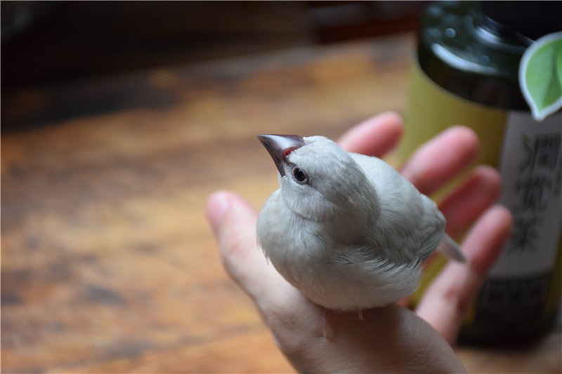 DSC_1953.jpg