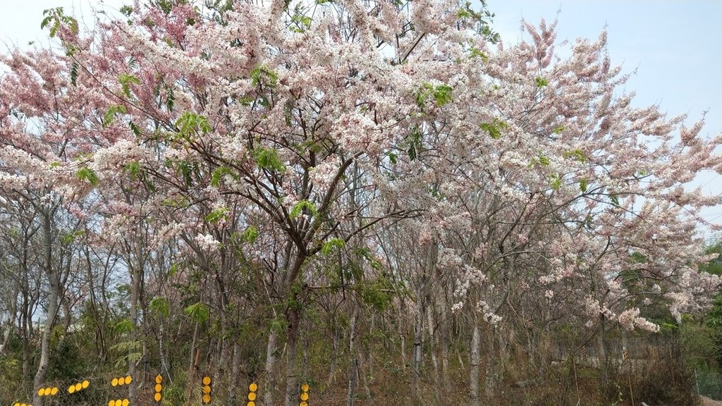 陪媽媽回新營