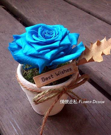 恆星花 (9).jpg