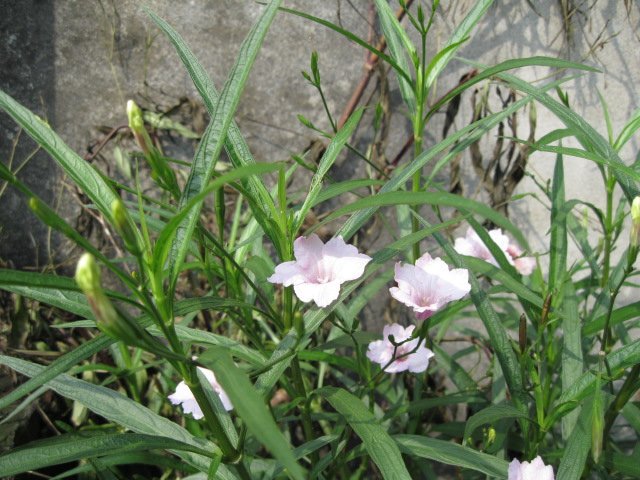 照片 171