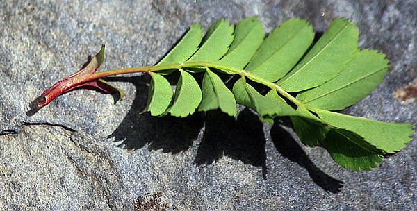 IMG_9765.jpg