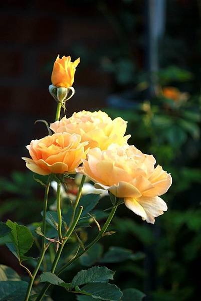 IMG_9867_副本.jpg