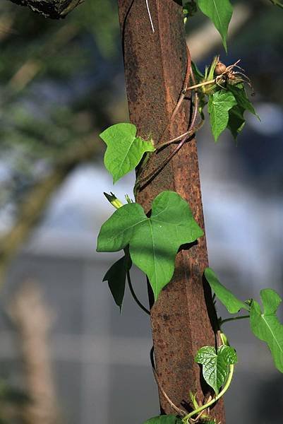 牽牛花（Ipomoea nil）