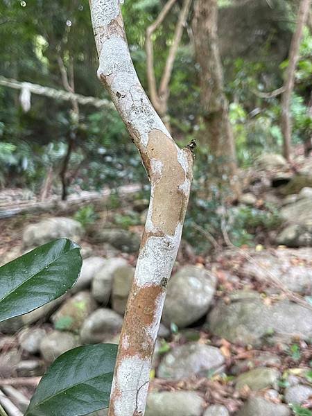和榕樹沒有關係的榕樹芭樂