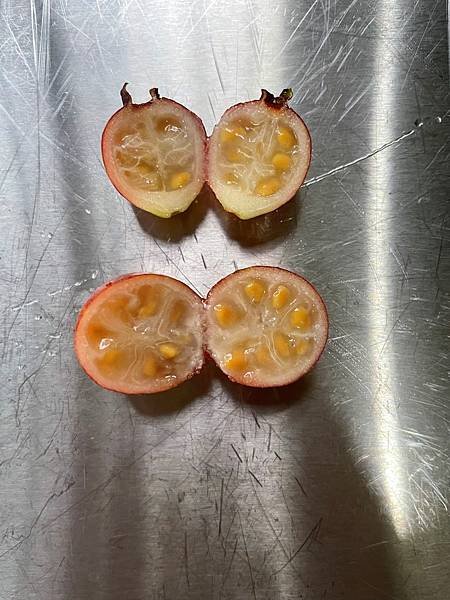 和榕樹沒有關係的榕樹芭樂