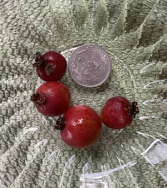 和榕樹沒有關係的榕樹芭樂
