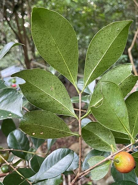 和榕樹沒有關係的榕樹芭樂