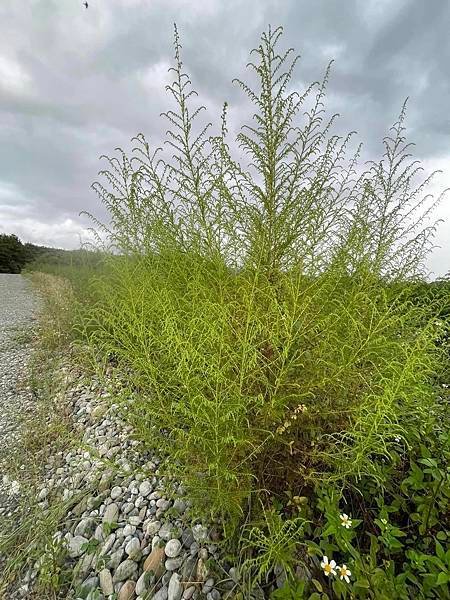 2023 9月卓蘭植物觀察筆記