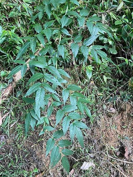 2023 9月卓蘭植物觀察筆記