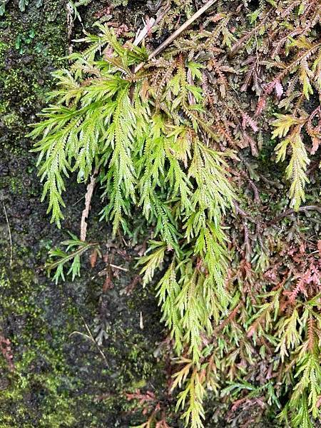 2023 9月卓蘭植物觀察筆記