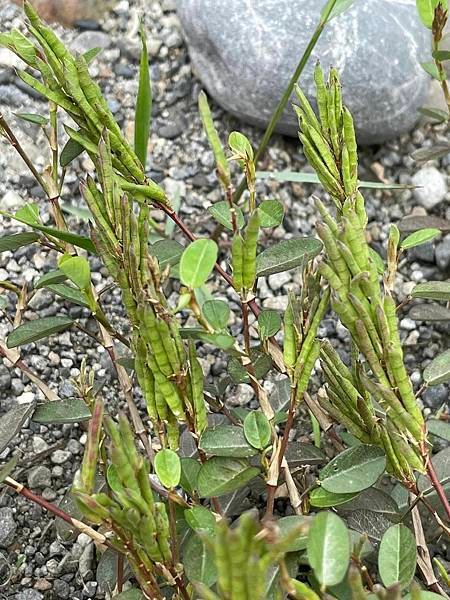 2023 9月卓蘭植物觀察筆記