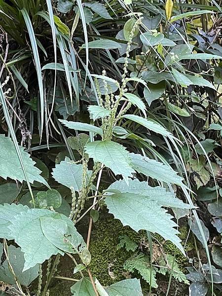 2023 9月卓蘭植物觀察筆記