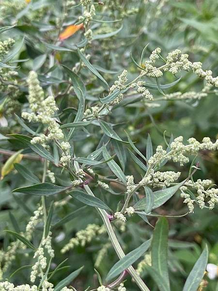 2023 9月卓蘭植物觀察筆記