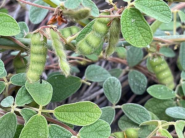 2023 9月卓蘭植物觀察筆記