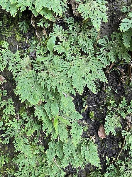 2023 9月卓蘭植物觀察筆記